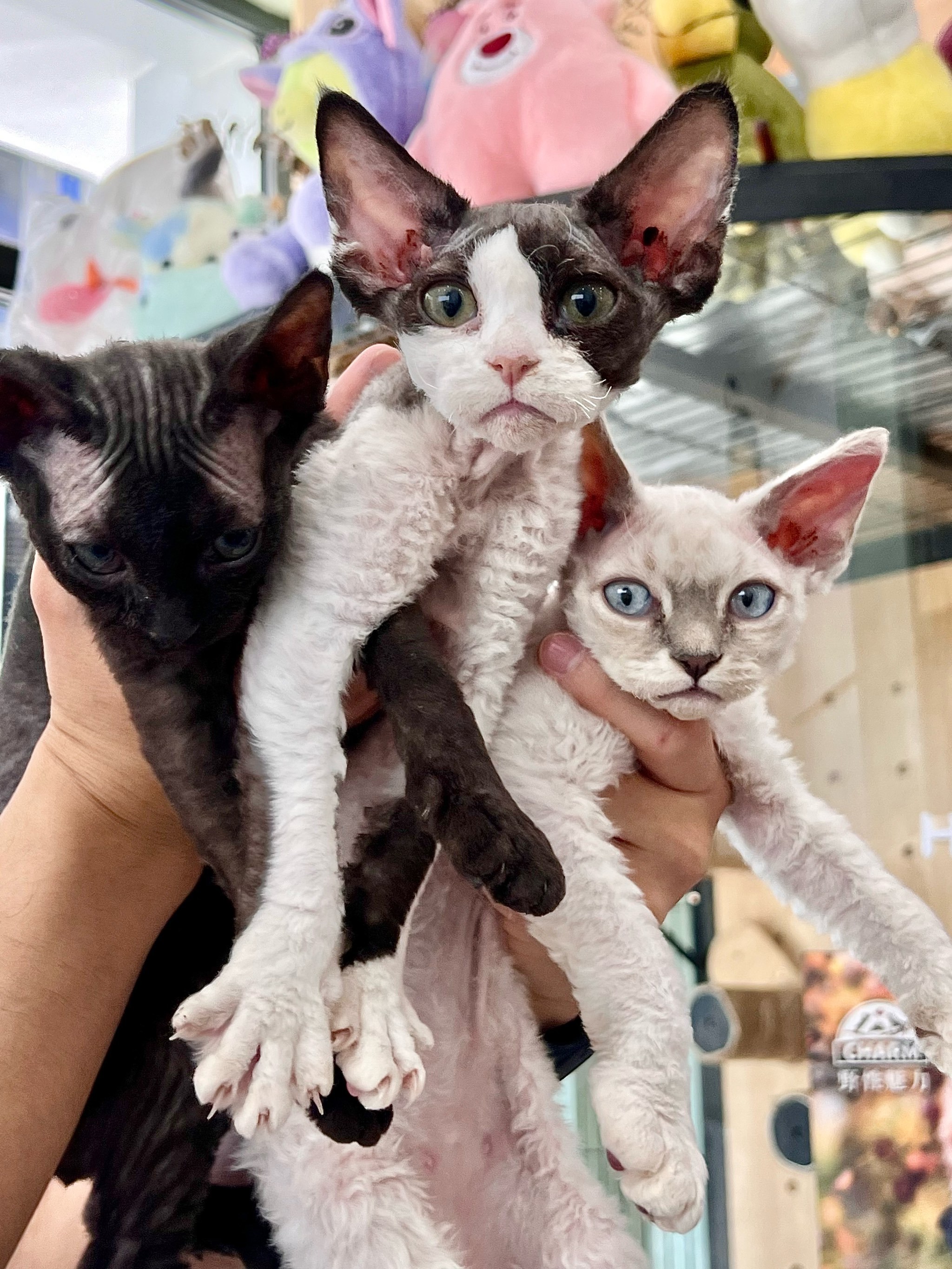 乌克兰巨猫是真的.乌克兰巨猫 是真是假？-第2张图片