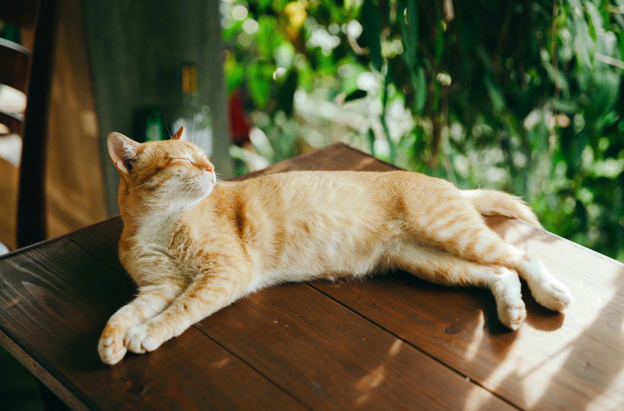 乌克兰巨猫是真的.乌克兰巨猫 是真是假？-第1张图片