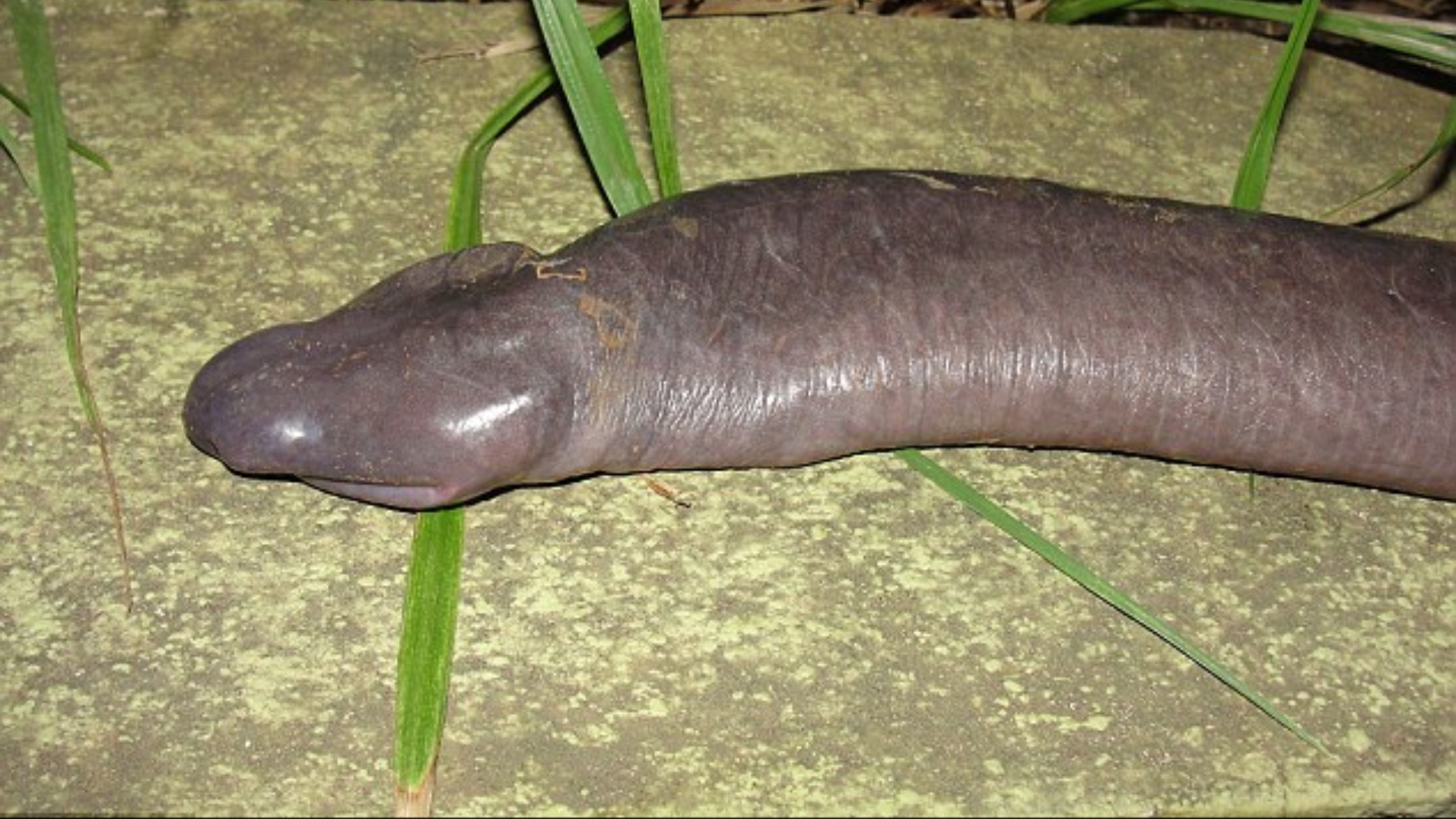 【真足蛇长什么样/真蛇是啥】-第2张图片