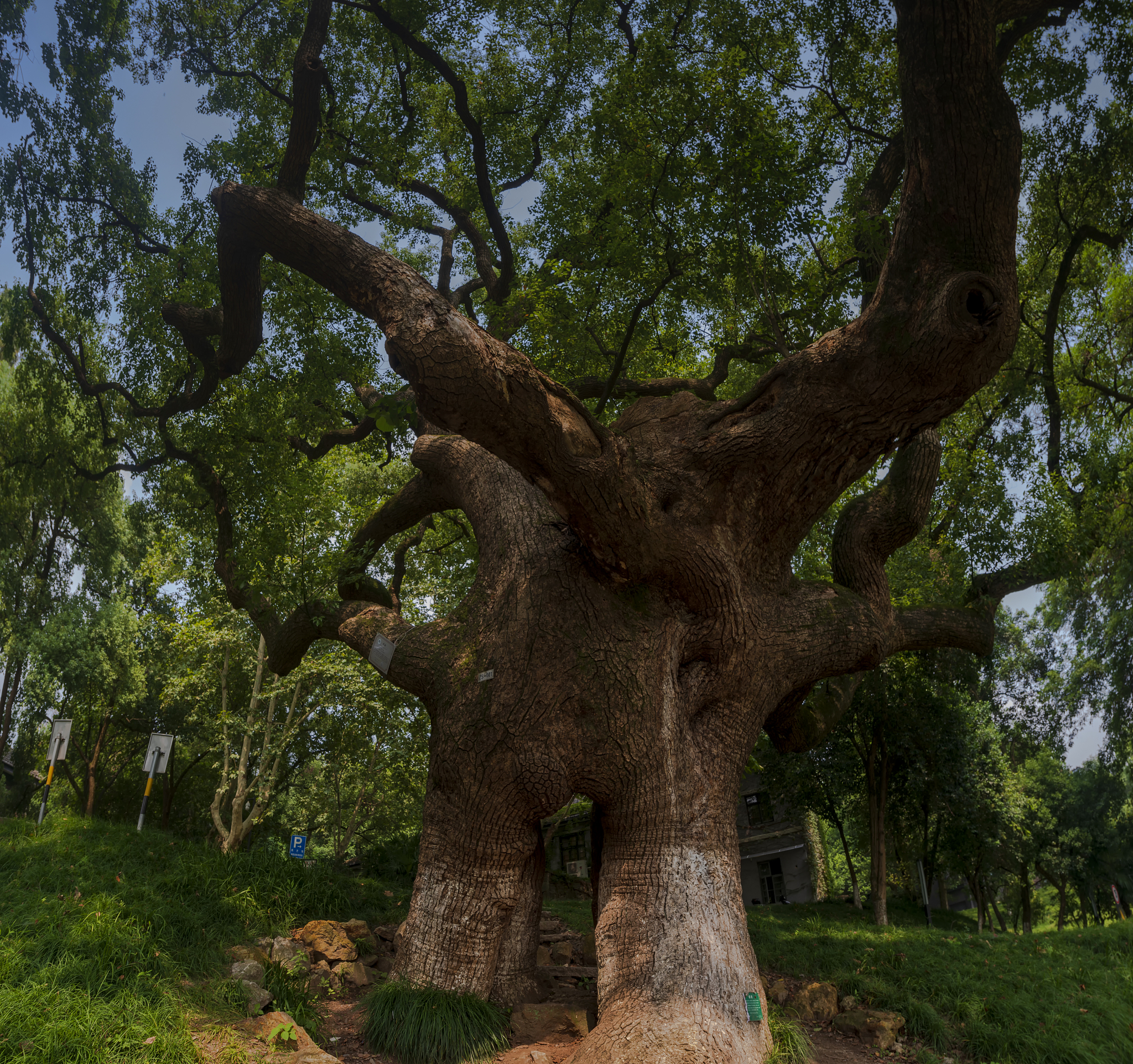 “广州地区樟树有疫情吗” 广东樟树？-第1张图片