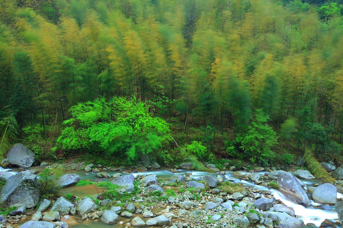 “蜀南竹海一日游攻略” 蜀南竹海一日游最佳路线？-第1张图片