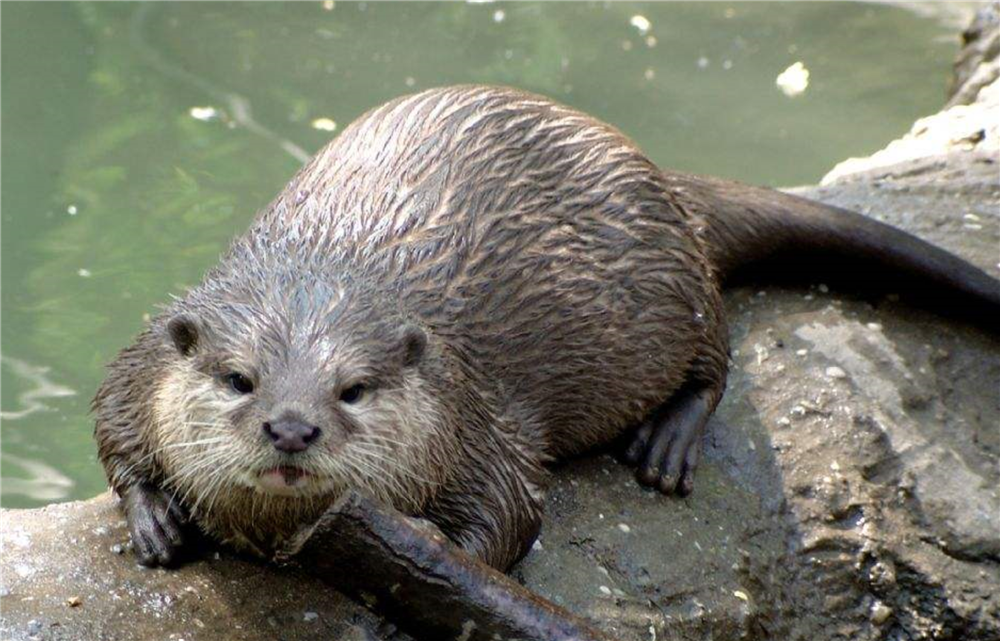 “水猴子为什么要拉人下水” 水猴子拉人吗？-第1张图片