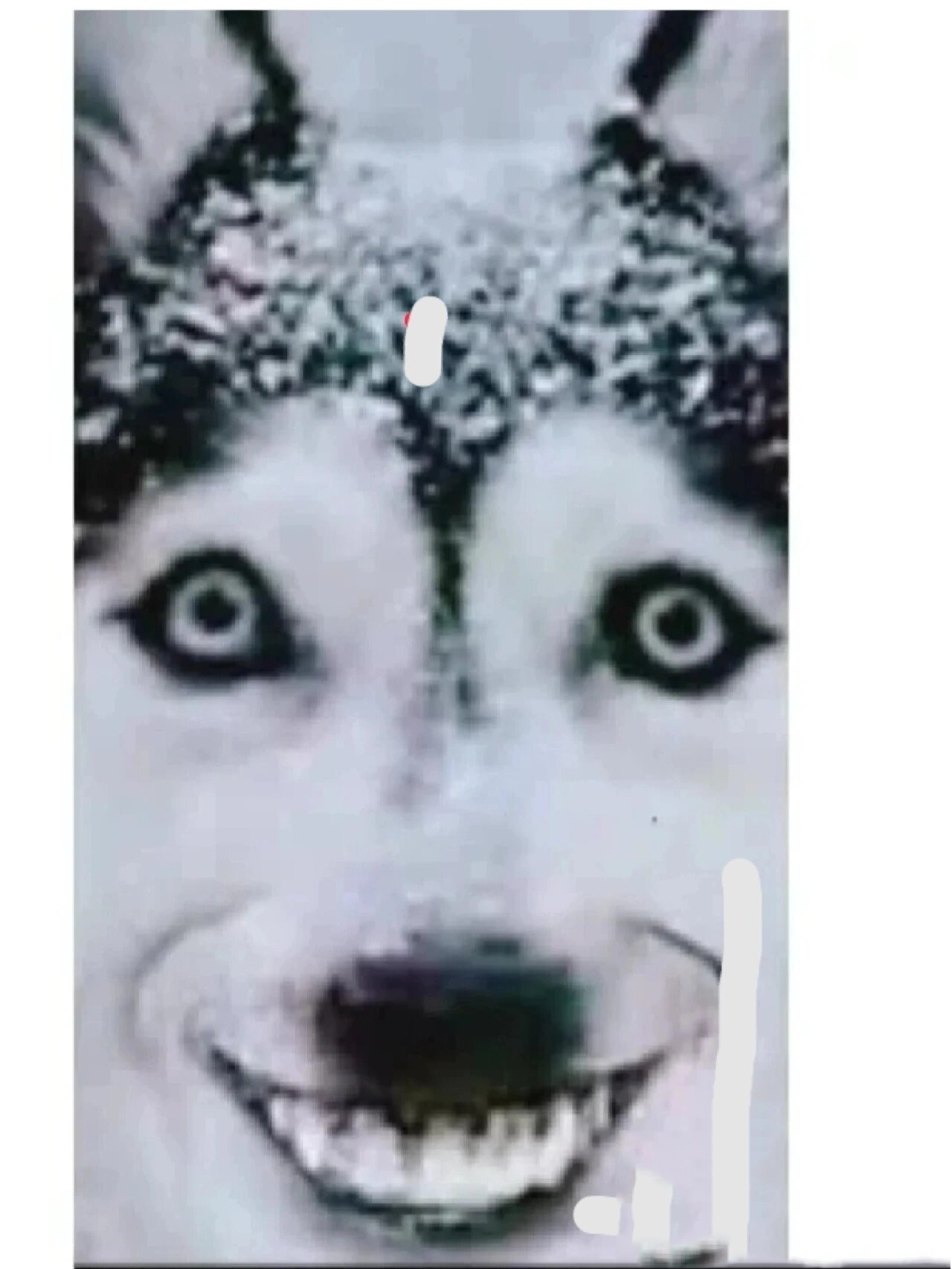 【什么是微笑狗事件/微笑狗事件是真的吗】-第1张图片