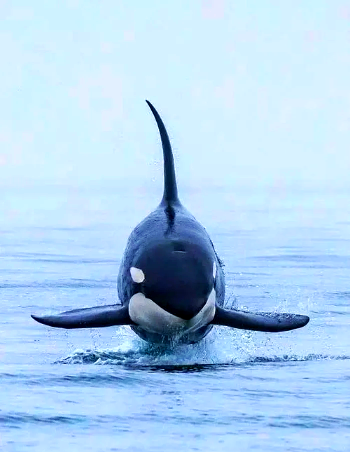 “伪虎鲸vs虎鲸	” 伪虎鲸vs虎鲸哪个厉害？-第2张图片