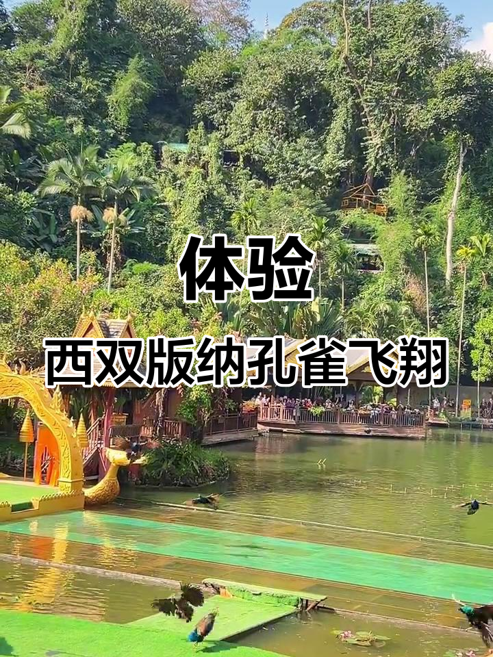 【西双版纳原始森林公园/西双版纳原始森林公园孔雀放飞】-第1张图片