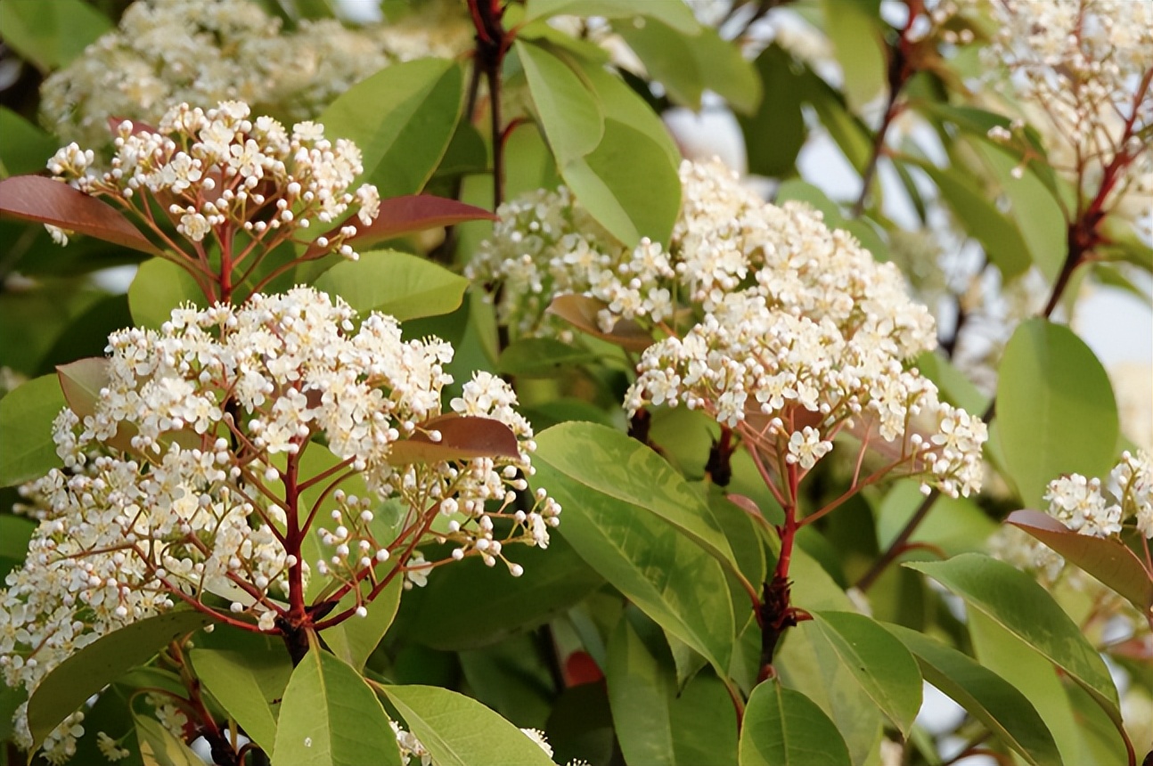 “石楠花的味道好恶心” 石楠花味道的原因？-第1张图片