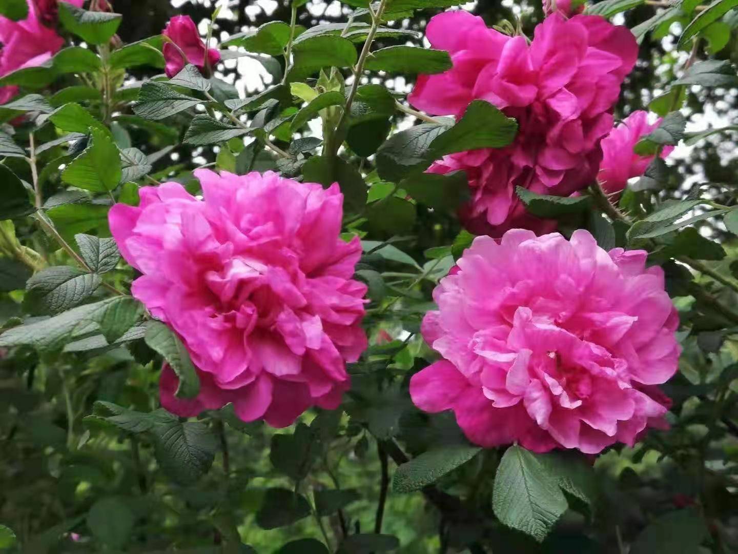 花木地区疫情是真的吗花木树村-第1张图片