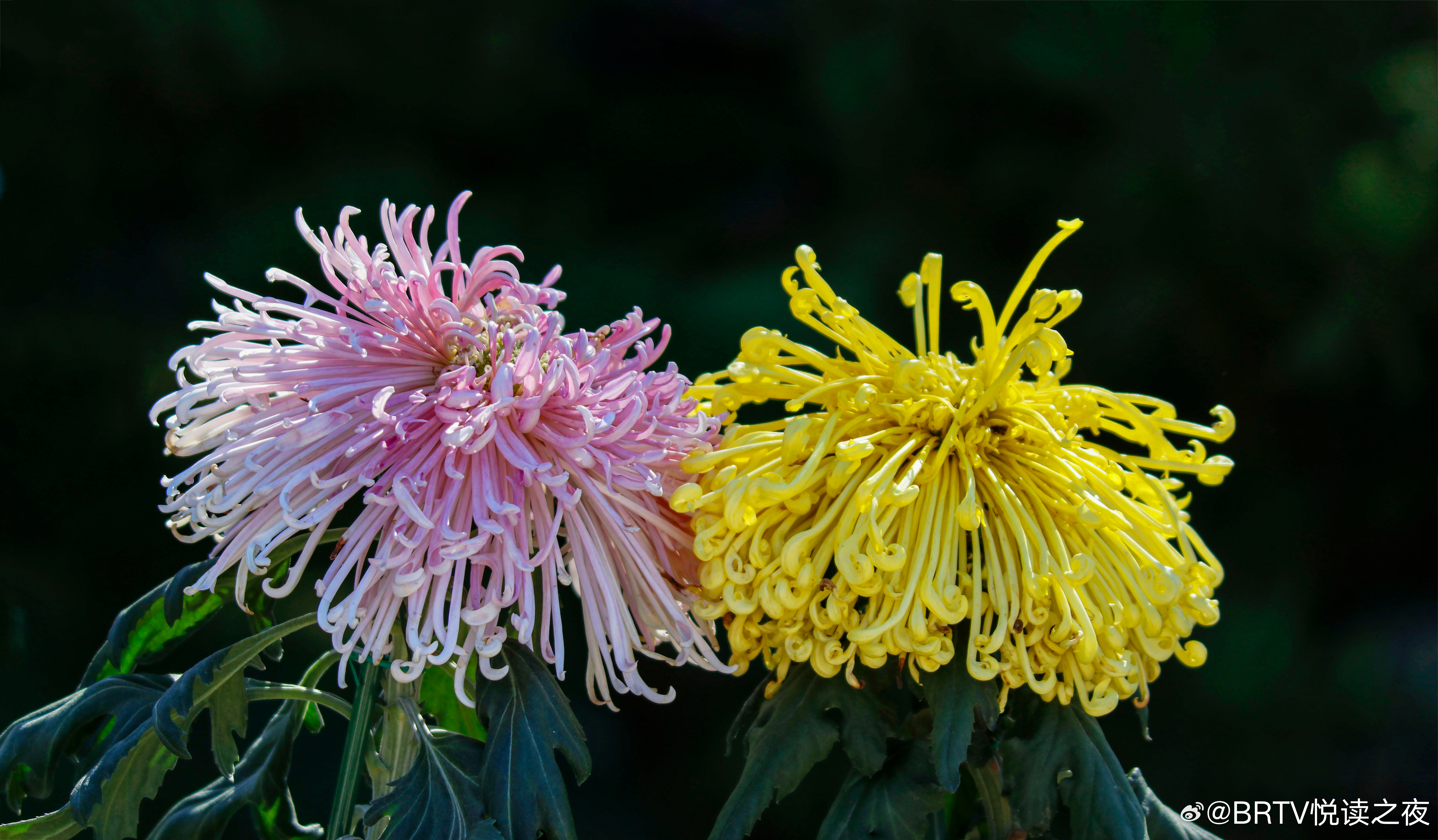 “北京植物园	” 北京植物园最佳观赏时间？-第1张图片