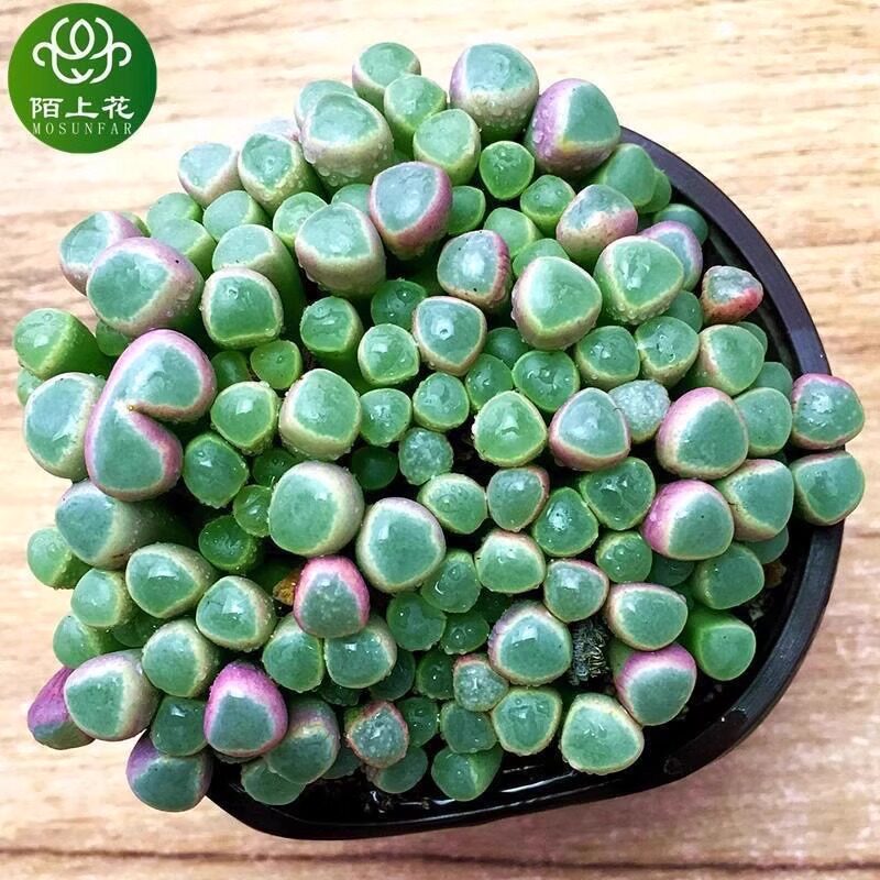 好看的多肉植物排名,很好看的多肉植物-第1张图片