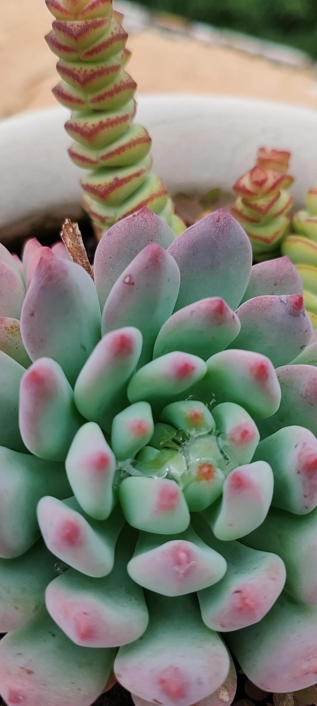 好看的多肉植物排名,很好看的多肉植物-第2张图片