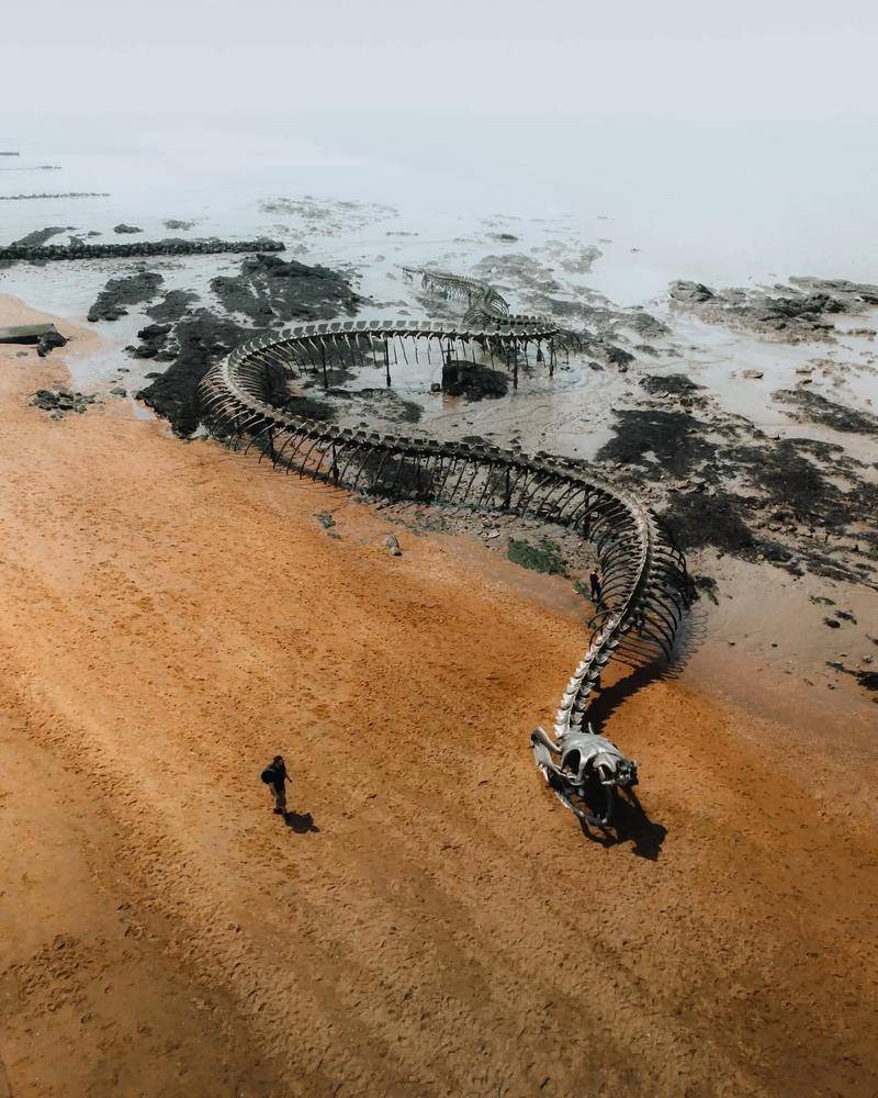 日本巨型海蛇日本深海拍到了巨齿鲨事实-第1张图片