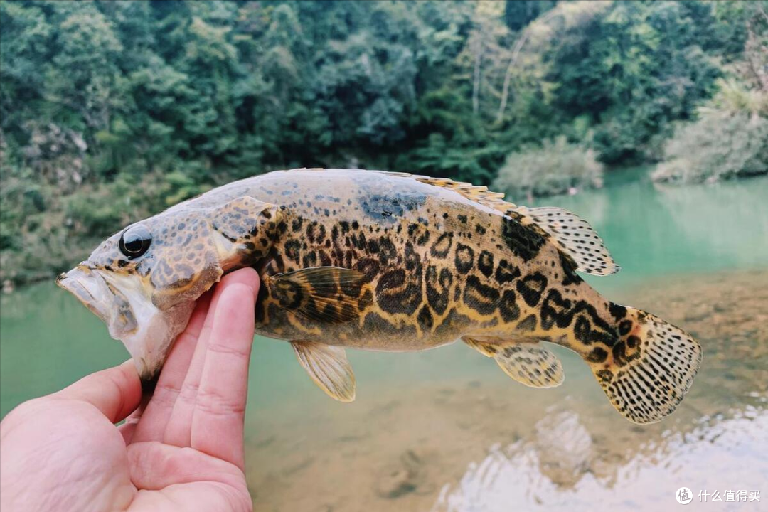 【世界第一大淡水鱼/世界第一大淡水湖叫什么名字?】-第2张图片