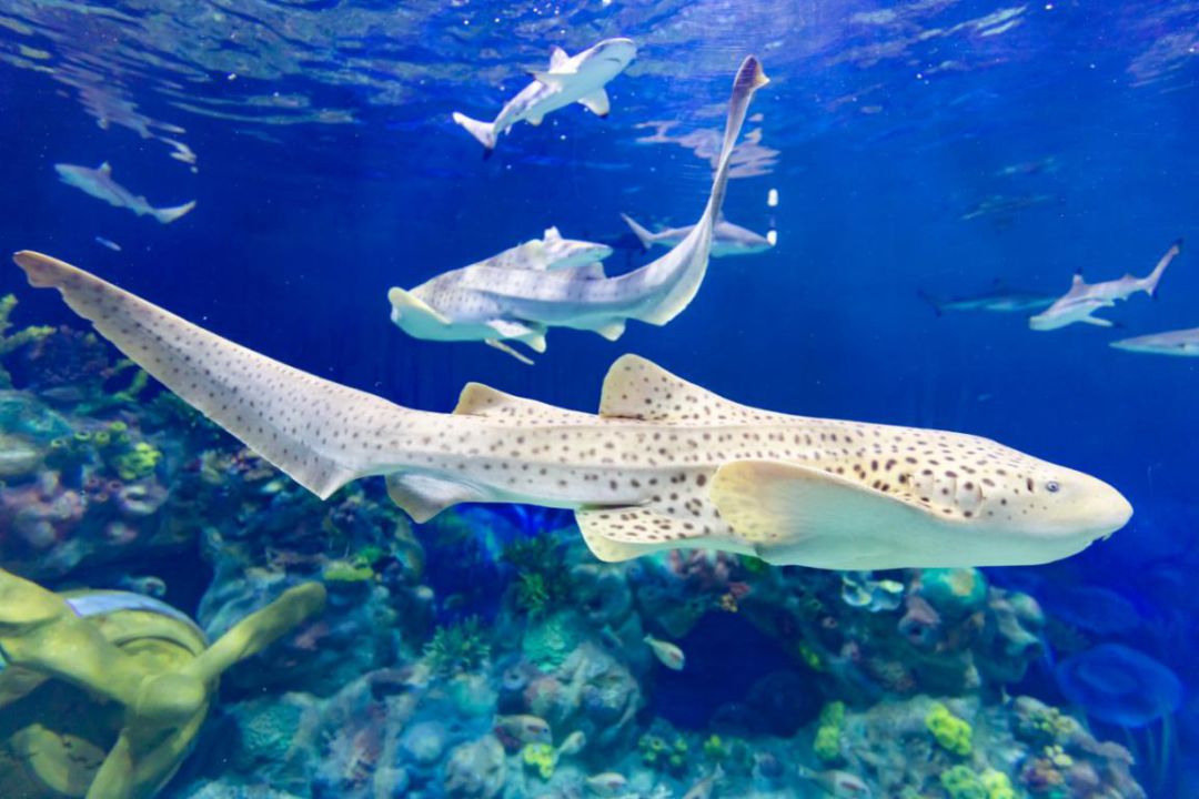 “极地海洋世界门票多少钱一张” 贵阳极地海洋世界门票多少钱一张？-第1张图片