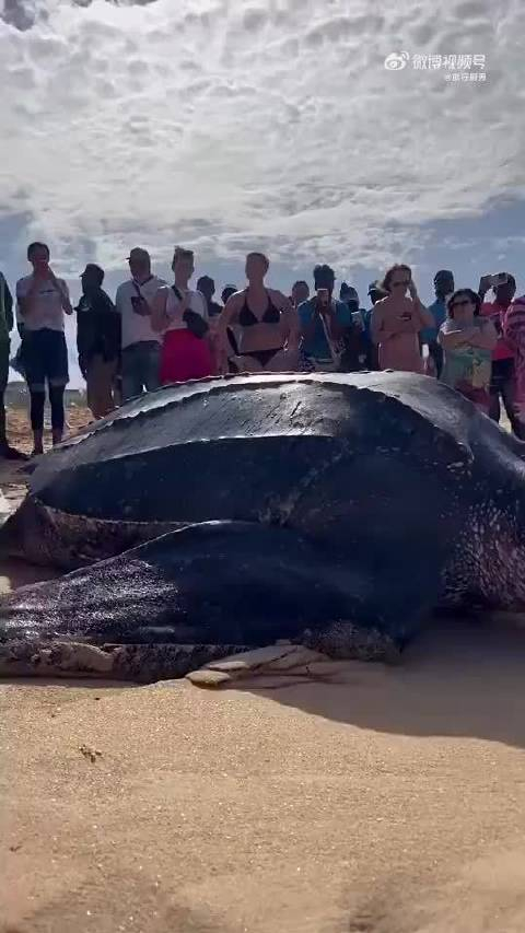 海龟有多大重量海龟最重有多重-第1张图片