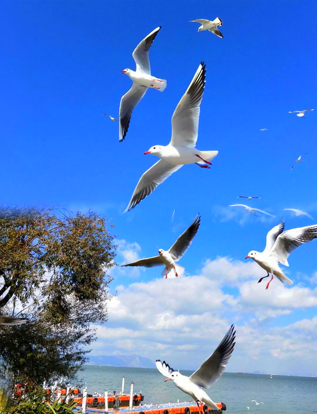 丽江旅游景点攻略自由行三天,丽江旅游景点攻略自由行两天-第1张图片