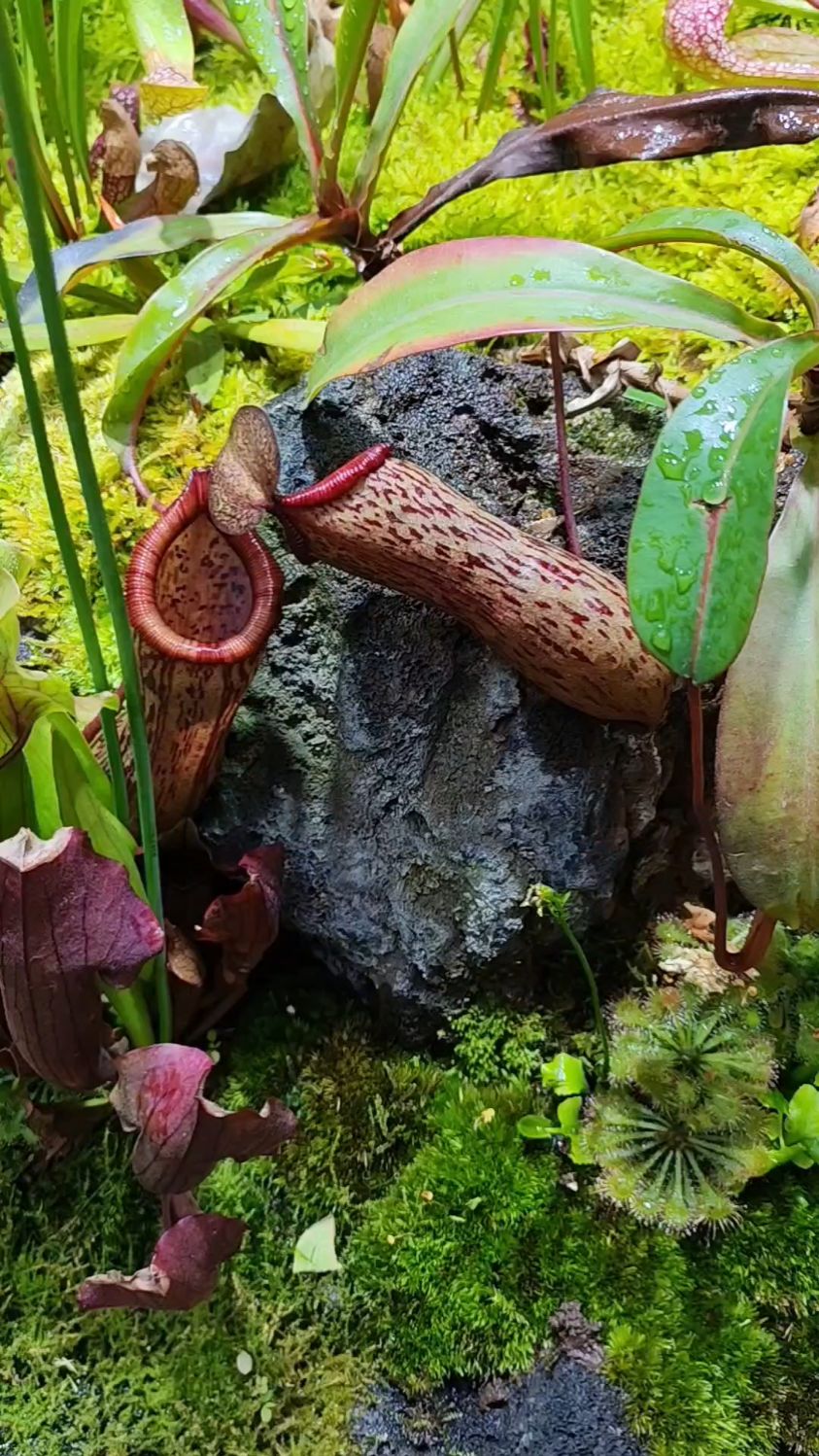 前十恐怖食虫植物,恐怖的虫-第1张图片