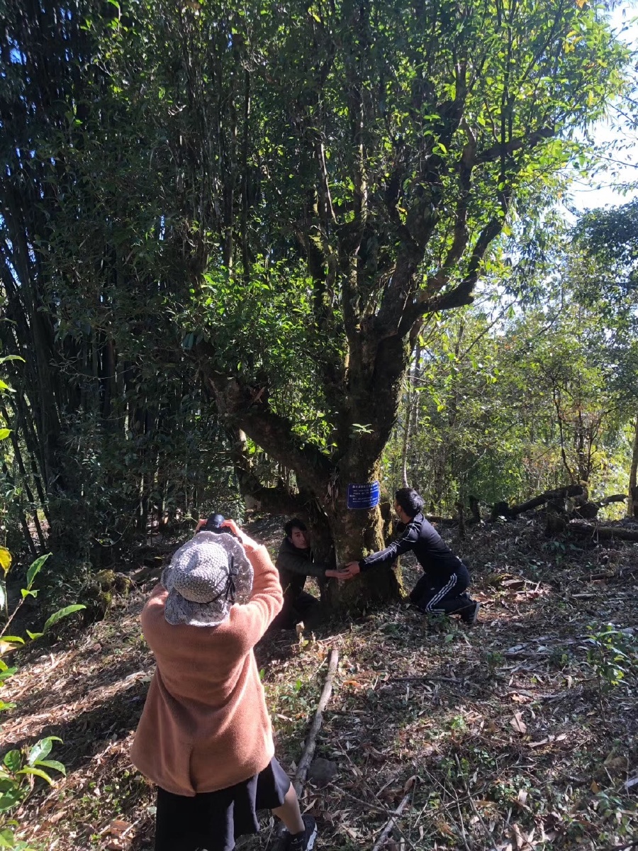 红茶沟国家森林公园-红茶山庄-第1张图片