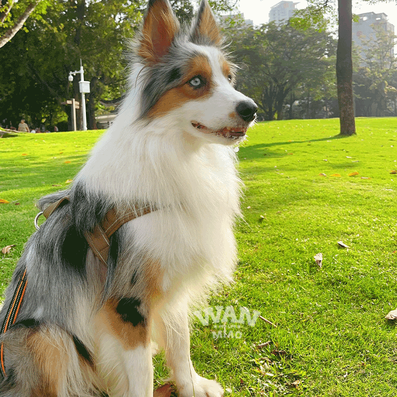 牧羊犬智商排名榜.牧羊犬智商相当于几岁的人-第1张图片