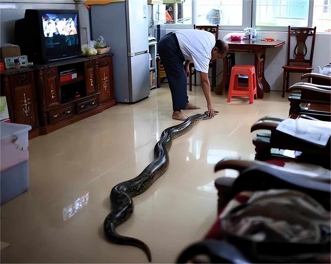 辽宁修路挖到巨蟒蛇是真的吗︰(辽宁修路挖出17米大蛇)-第1张图片