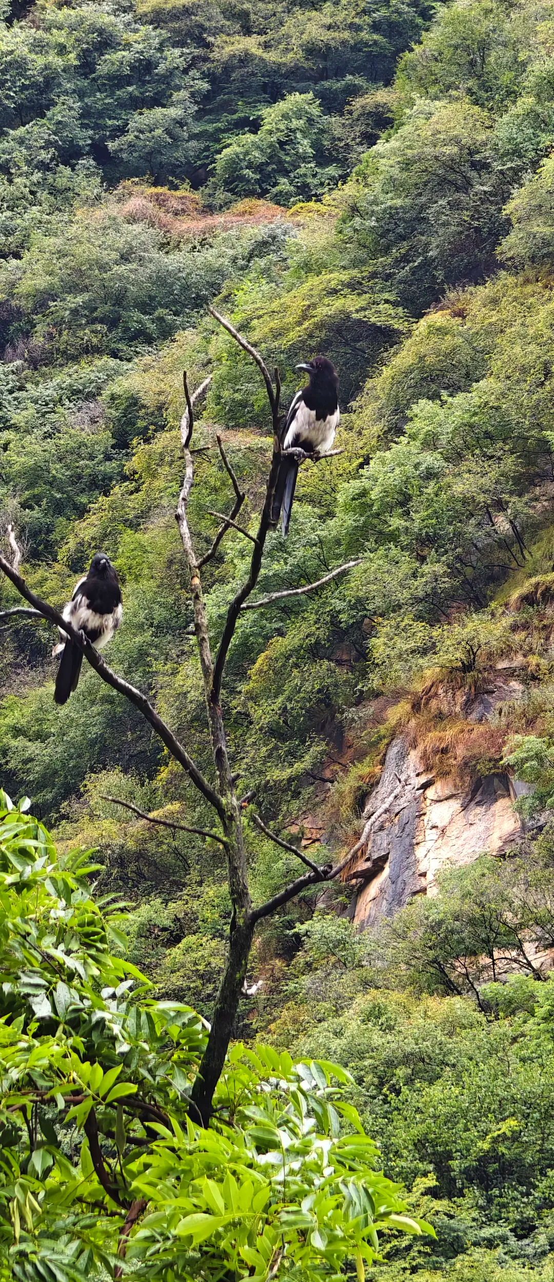 华山景区全景导览图华山景点路线图-第1张图片