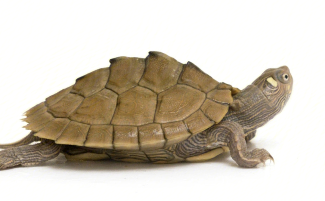 乌龟的祖先是什么乌龟的祖先是啥-第1张图片