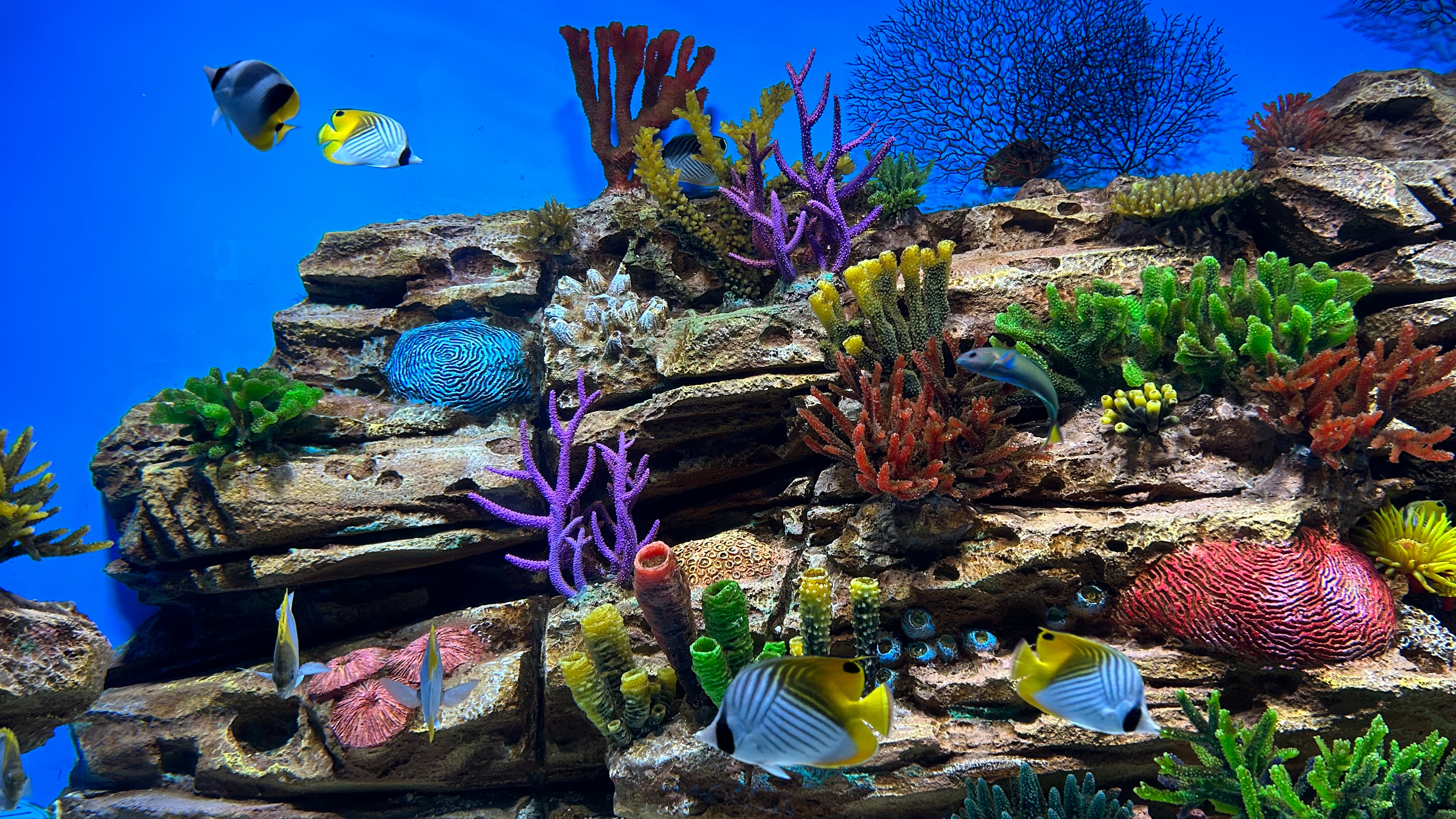 【海底世界/海底世界图片高清】-第1张图片