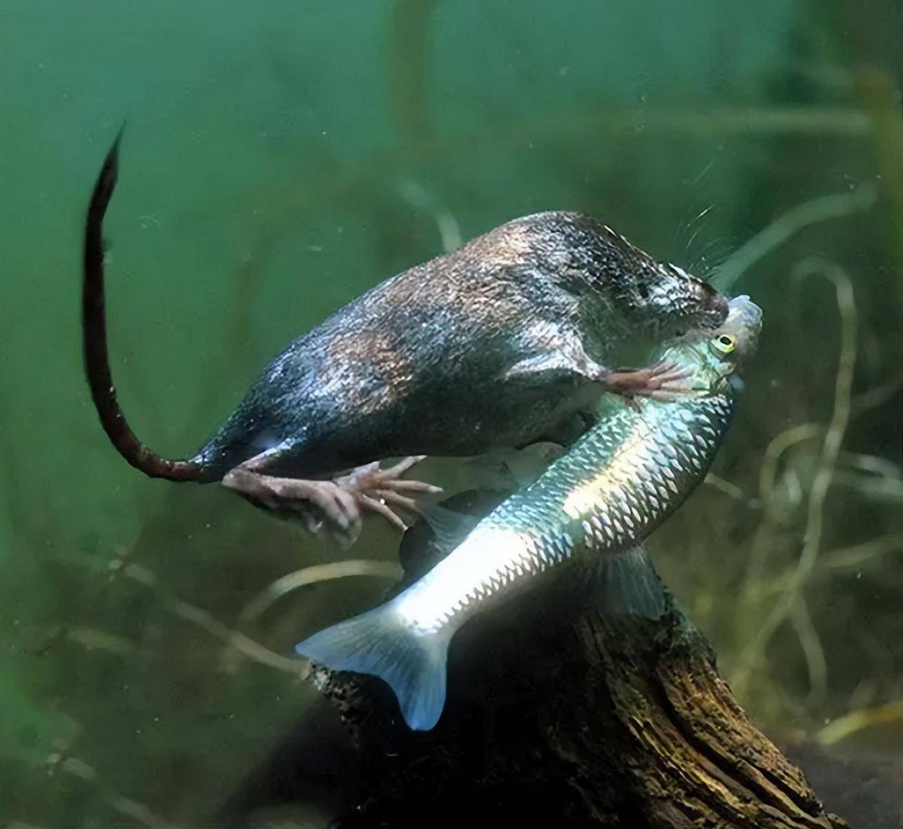 落水鬼是什么动物︰(落水鬼长什么样子)-第1张图片