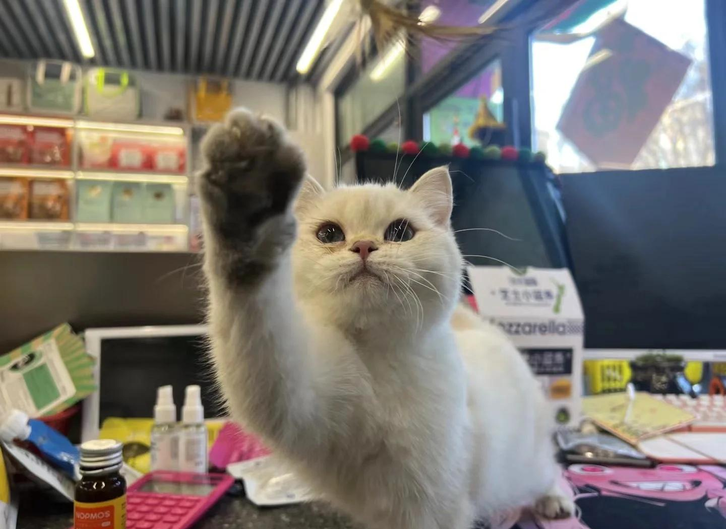 前十宠物超市品牌,前十宠物超市品牌有哪些-第1张图片