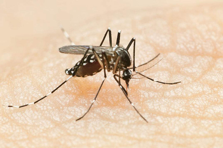 看起来很大的蚊子.很大的蚊子是什么品种-第2张图片